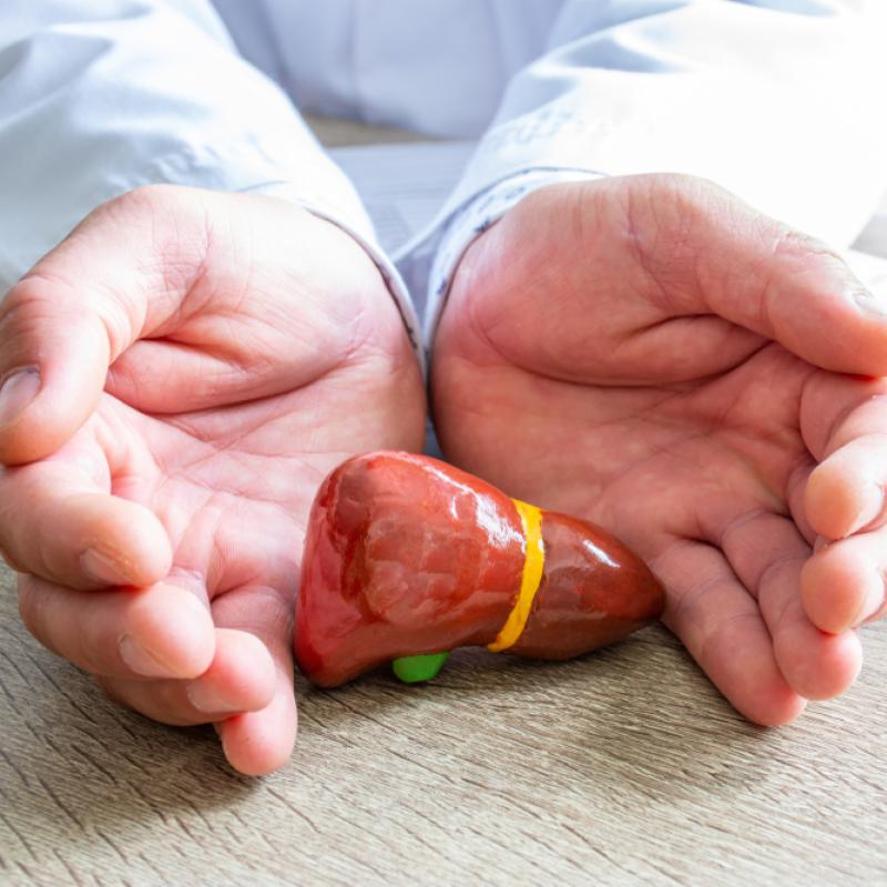 A doctor cradling a miniature model liver in their hands, on a desk